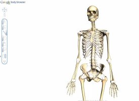 Google Body Browser: Explore The Human Anatomy In 3D (PICTURES)