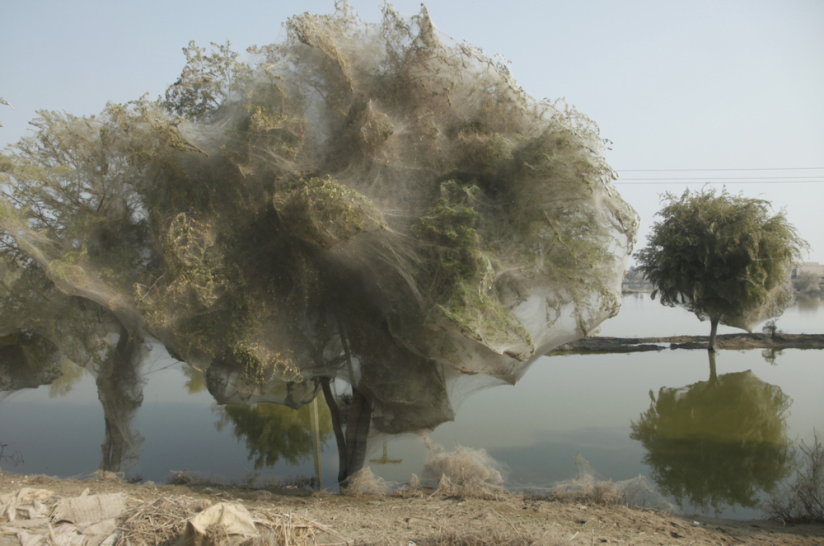 Деревья Коконы в Пакистане