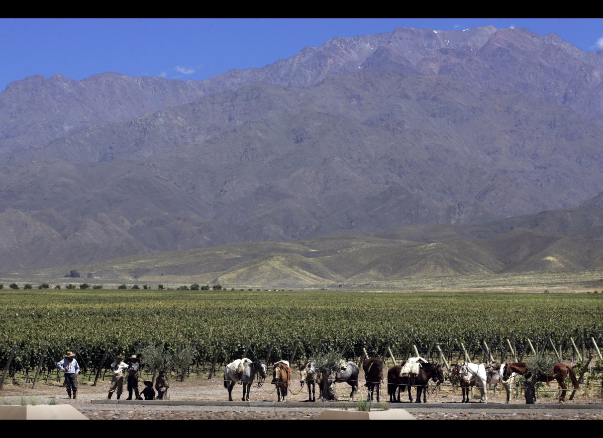 Argentina Gauchos: Cowboys Of The South American Pampas Parade Through ...