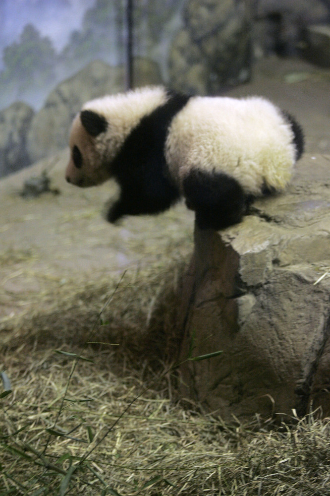 Panda Cam Shows Mei Xiang Cradling Panda Cub (PHOTOS) | HuffPost