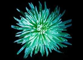 Galassia Flowers Creates Glow In The Dark Flowers (PHOTOS)