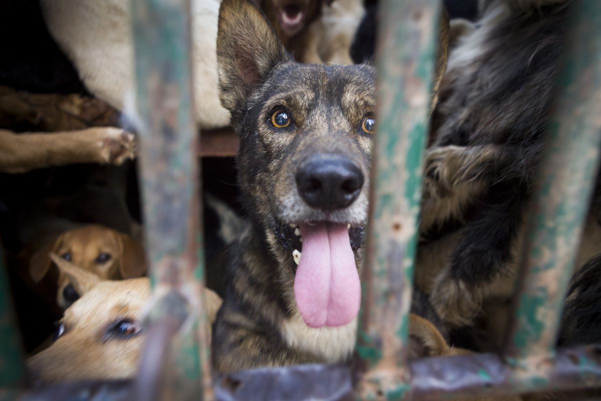 Dogs Stolen By Thai Criminal Gangs And Smuggled Into Vietnam To Be ...