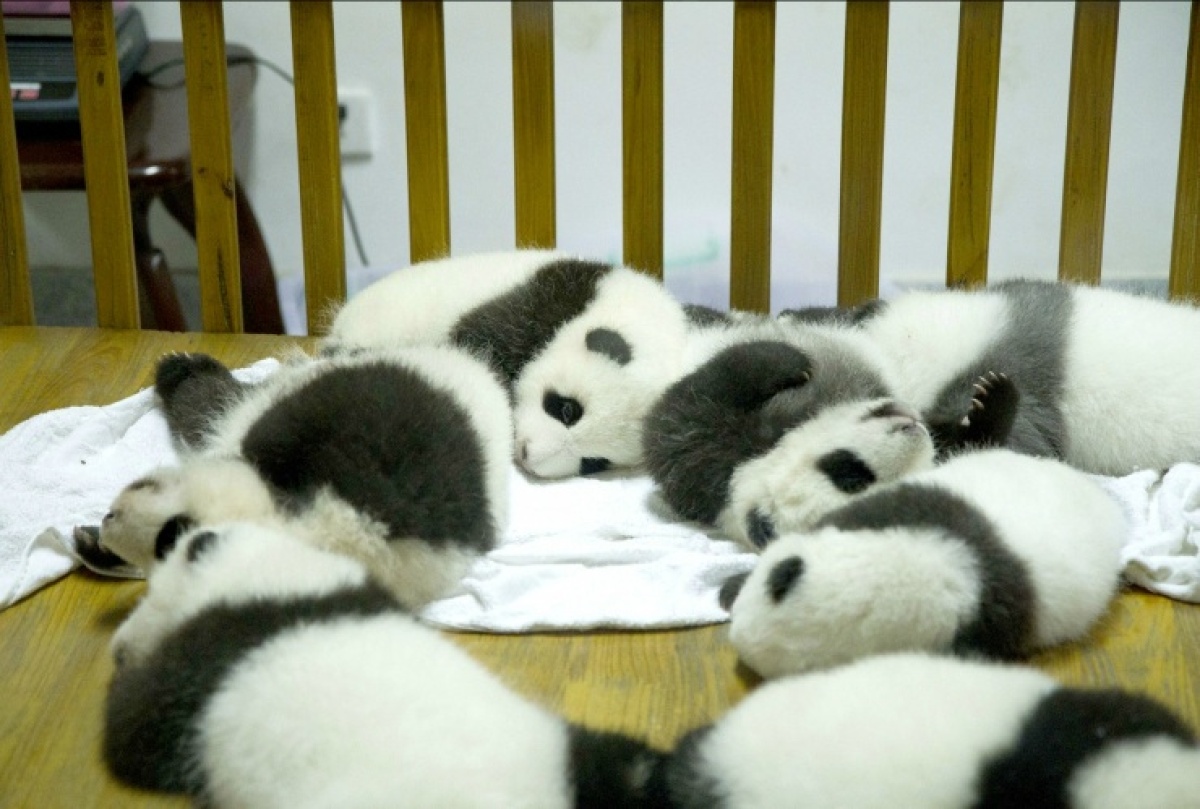 Baby Panda Adoption At Center Of New World Wildlife Fund Program ...