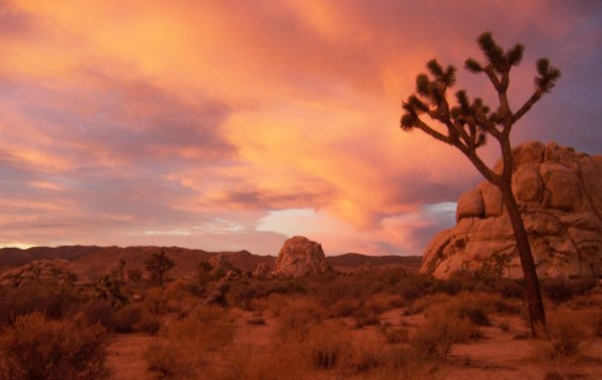 Joshua Tree National Park: It's National Parks Week And California ...