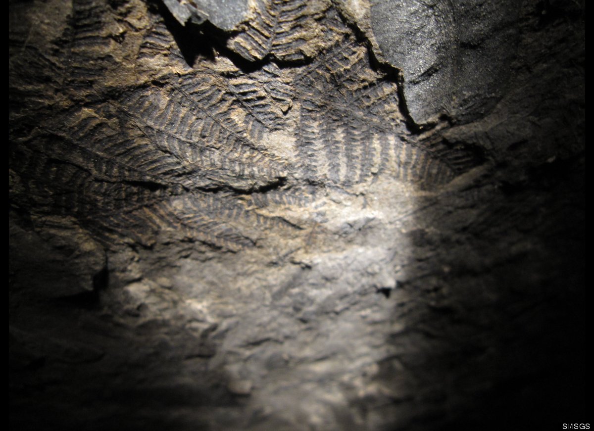 Springfield Coal Fossil Forest Is Largest Ever Discovered (PHOTOS ...