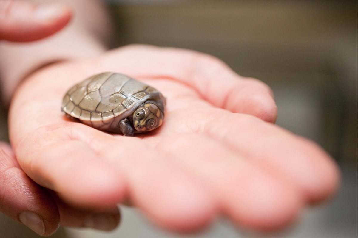 Yellow-Spotted Amazon River Turtles Hatch At New York Zoo (PICTURES ...