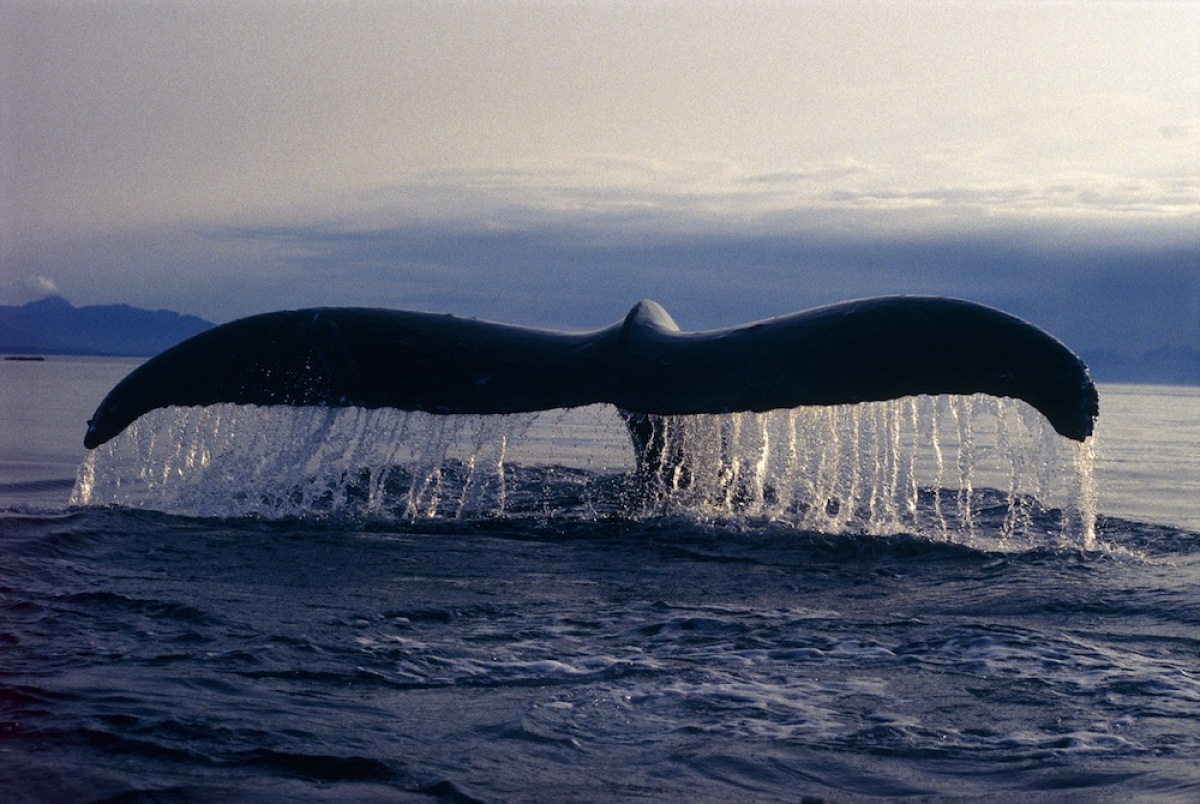 Синий кит фото размеры в сравнении с человеком