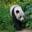 Baby Pandas China: 14 New Babies On Display At Breeding Base