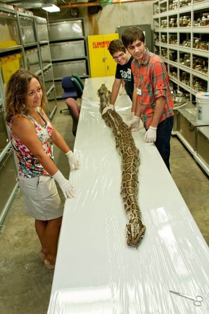 Record-Breaking Python Found In Everglades With 87 Eggs Inside (VIDEO ...