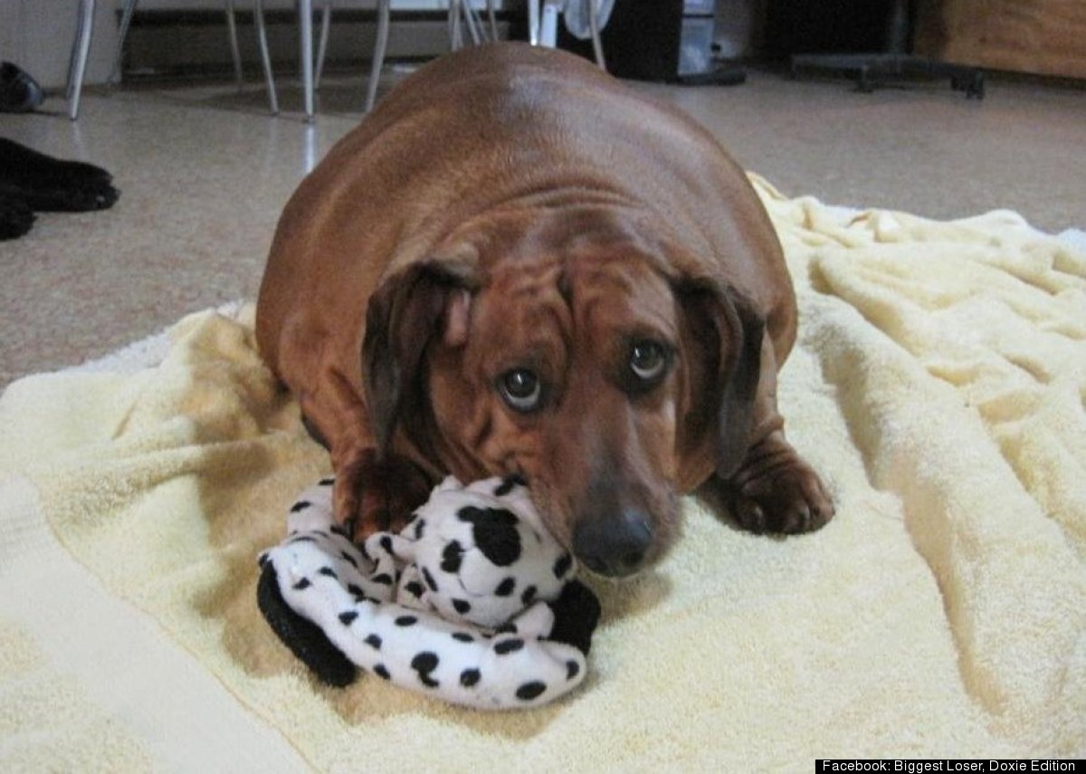 Obie The Obese Dachshund: One Adorable Doxie's Mission To Lose 40 ...