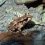 Greater Short-Horned Lizard Shoots Blood From Eyes To Discourage Predators