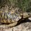 Greater Short-Horned Lizard Shoots Blood From Eyes To Discourage Predators