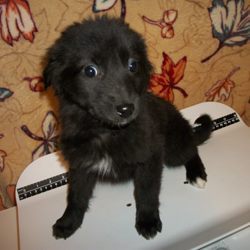 Adoptable Puppies From Lifeline Puppy Rescue This Week (PHOTOS) | HuffPost