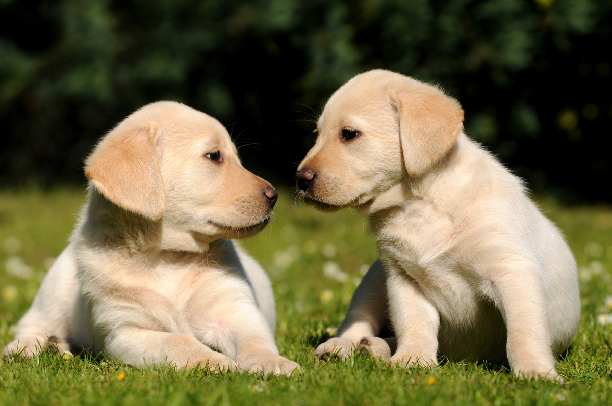 Most Popular Puppy Names Of 2012 | HuffPost