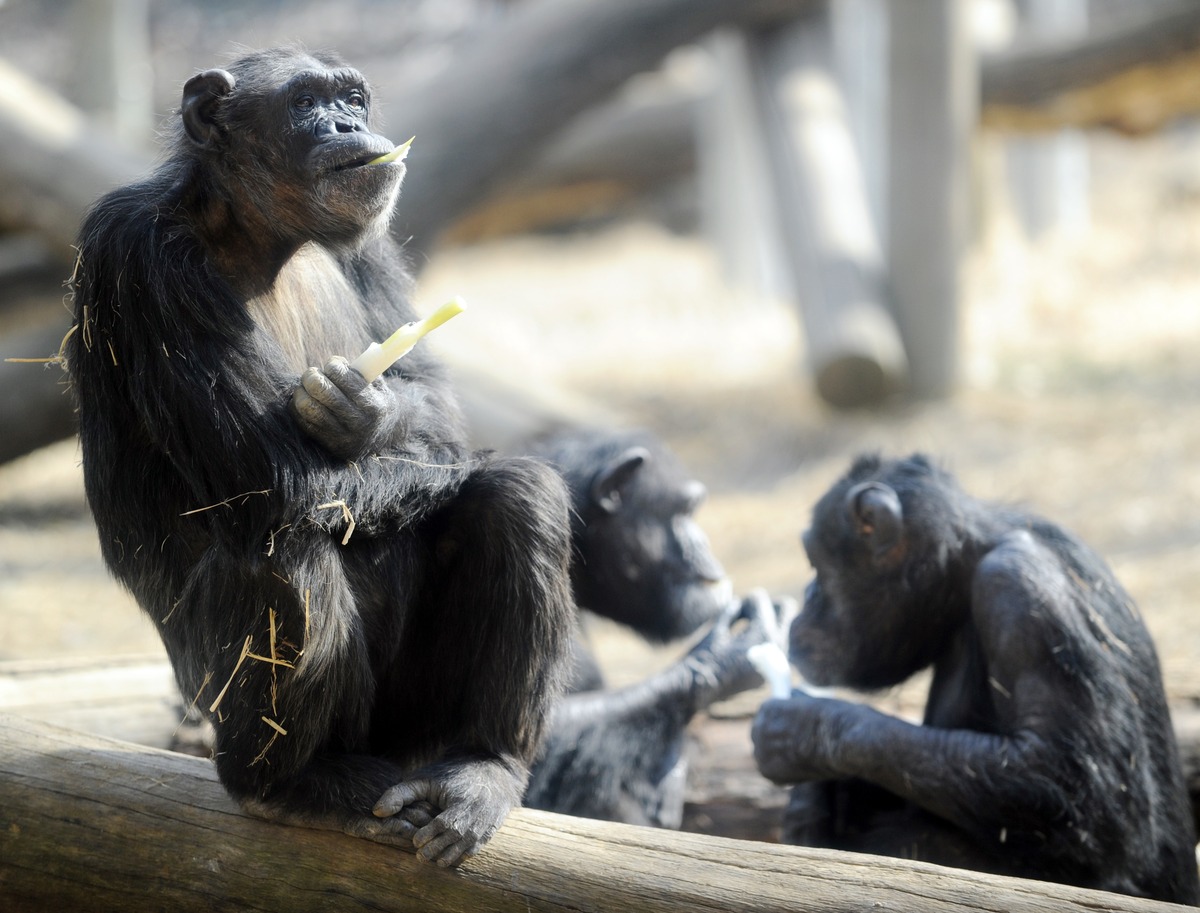 CHIMPANZEES: News, Pics, Videos :: ORANGUTANS: Men of the Forest ...