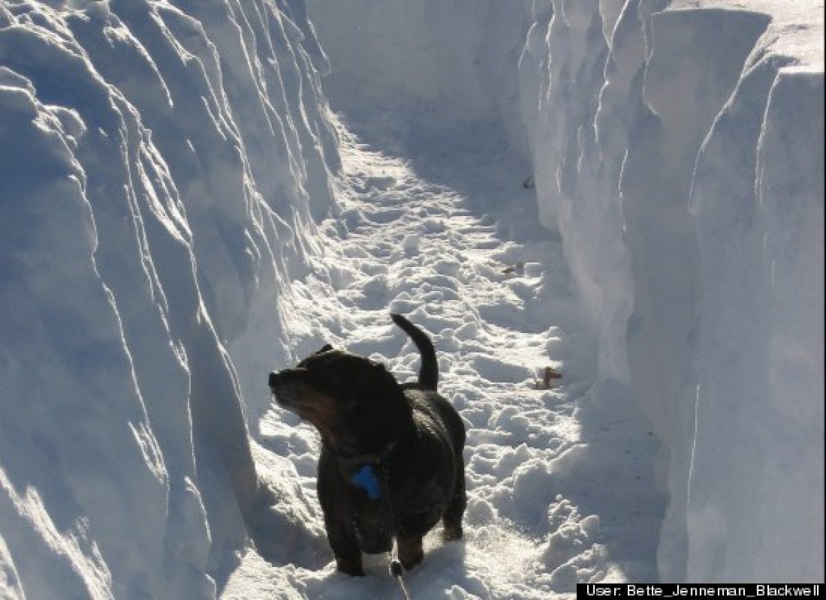 Pets In Snow: Photos Capture Animals Reacting To Blizzard ‘Nemo’ | Igor ...