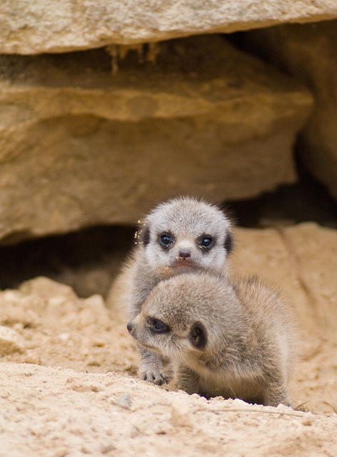 Compare The Meerkat Toy Is Not Proof Of Car Insurance, Police Inform ...