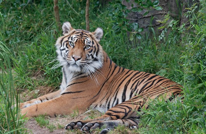 San Francisco Zoo Tiger Cub: Rare Sumatran Tiger Born (PHOTOS) | HuffPost