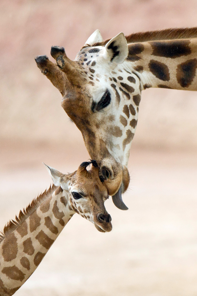 Think You're A Good Mom? Well, You've Got Nothing On These Animal ...