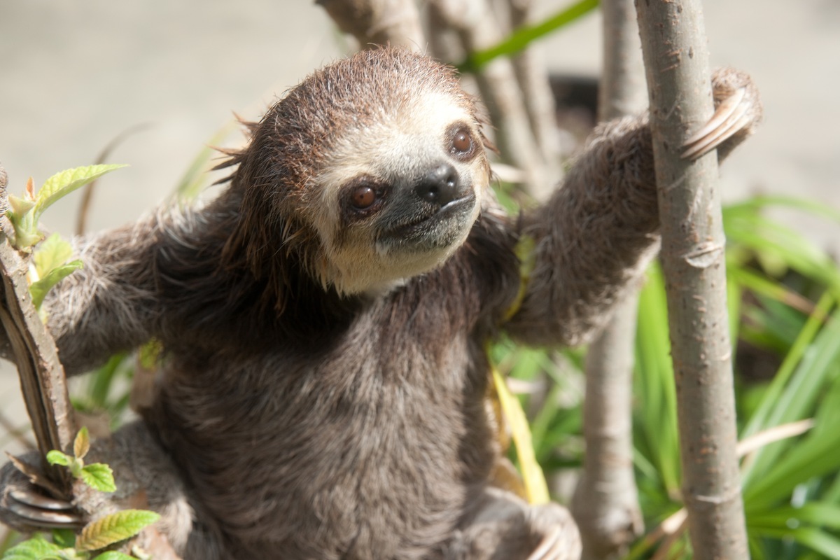 Sloth Pictures Show Animals' Quirky Side After Woman Rescues Hundreds ...