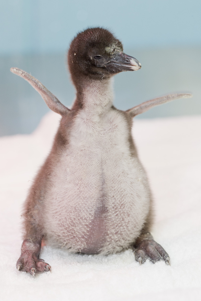 Shedd Aquarium Welcomes Penguin Chick: Tiny Baby Rockhopper Penguin ...