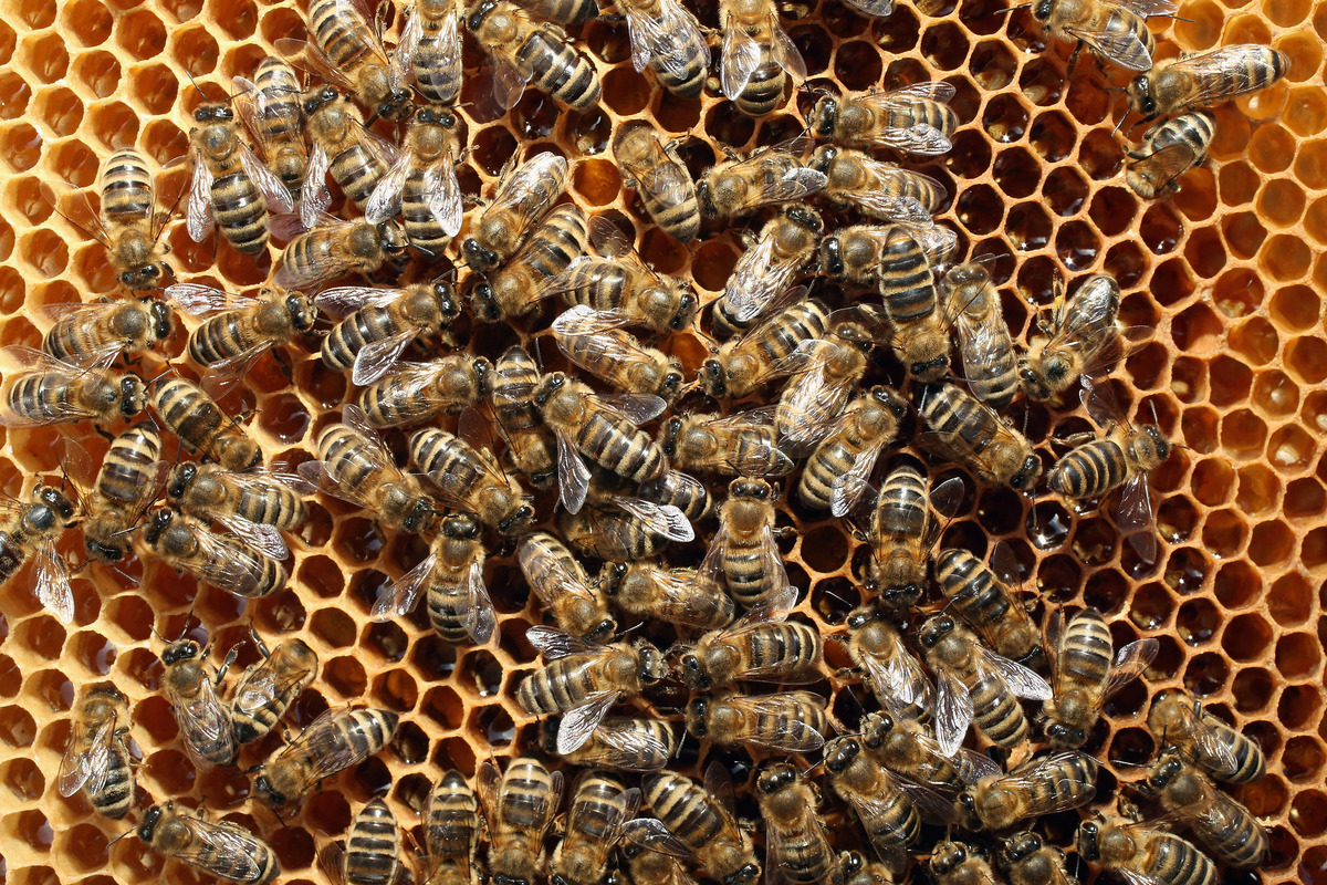 Killer Bee Attack Leaves 1 Dead, 4 Injured In Arizona | HuffPost