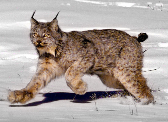 Preble's Meadow Jumping Mouse Protection Creates Controversy On Front ...