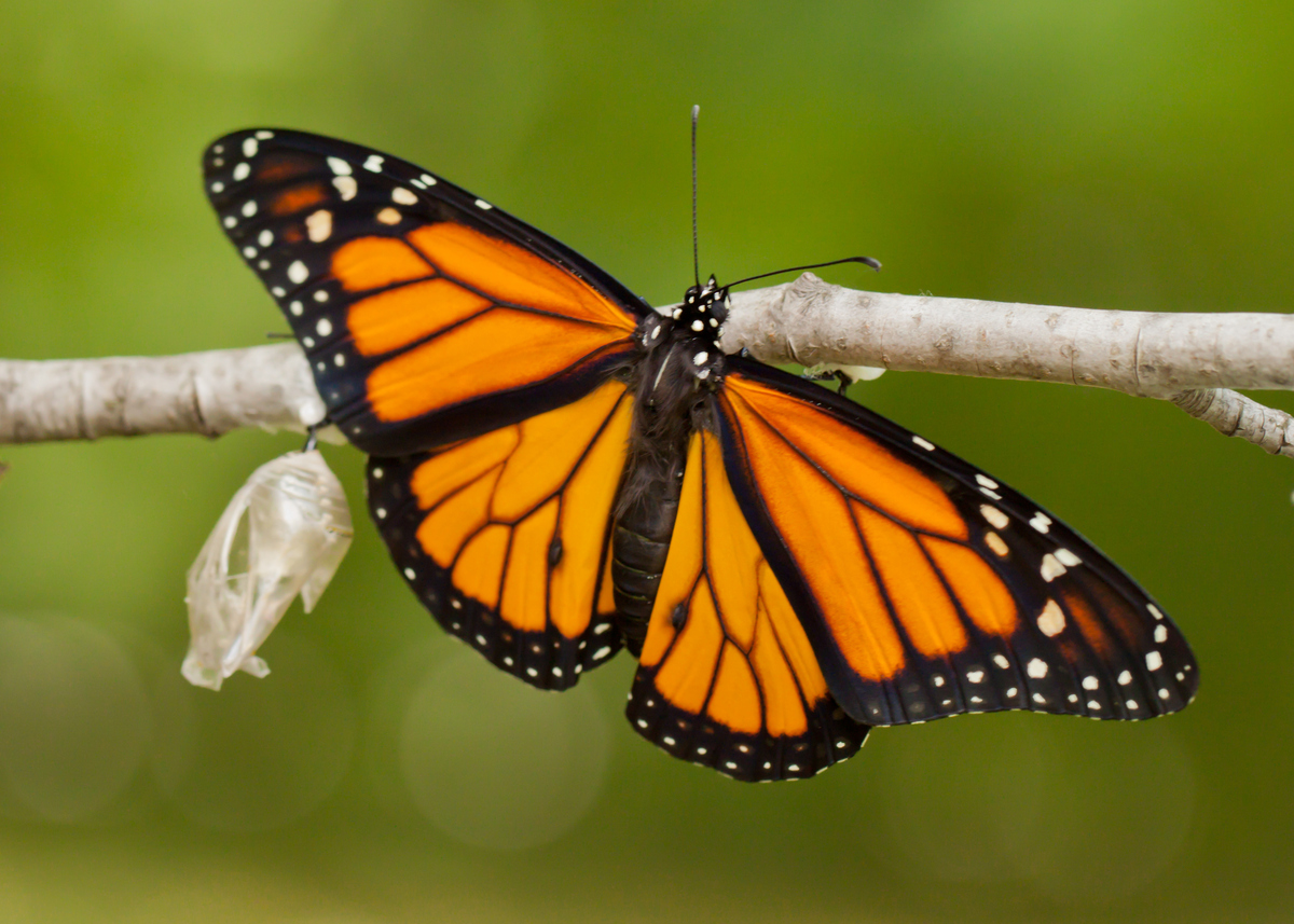 GPS Guide: Mesmerizing Butterfly Wings | HuffPost