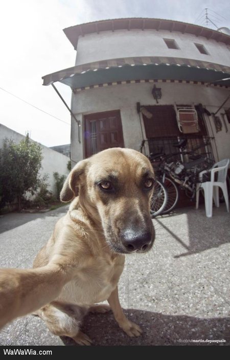 Bilderesultat for dogs taking selfies