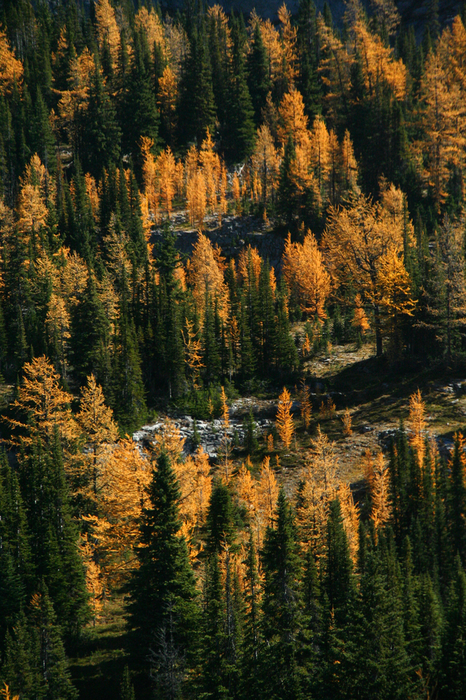 Where To See Alberta Larch Trees In Fall (PHOTOS)