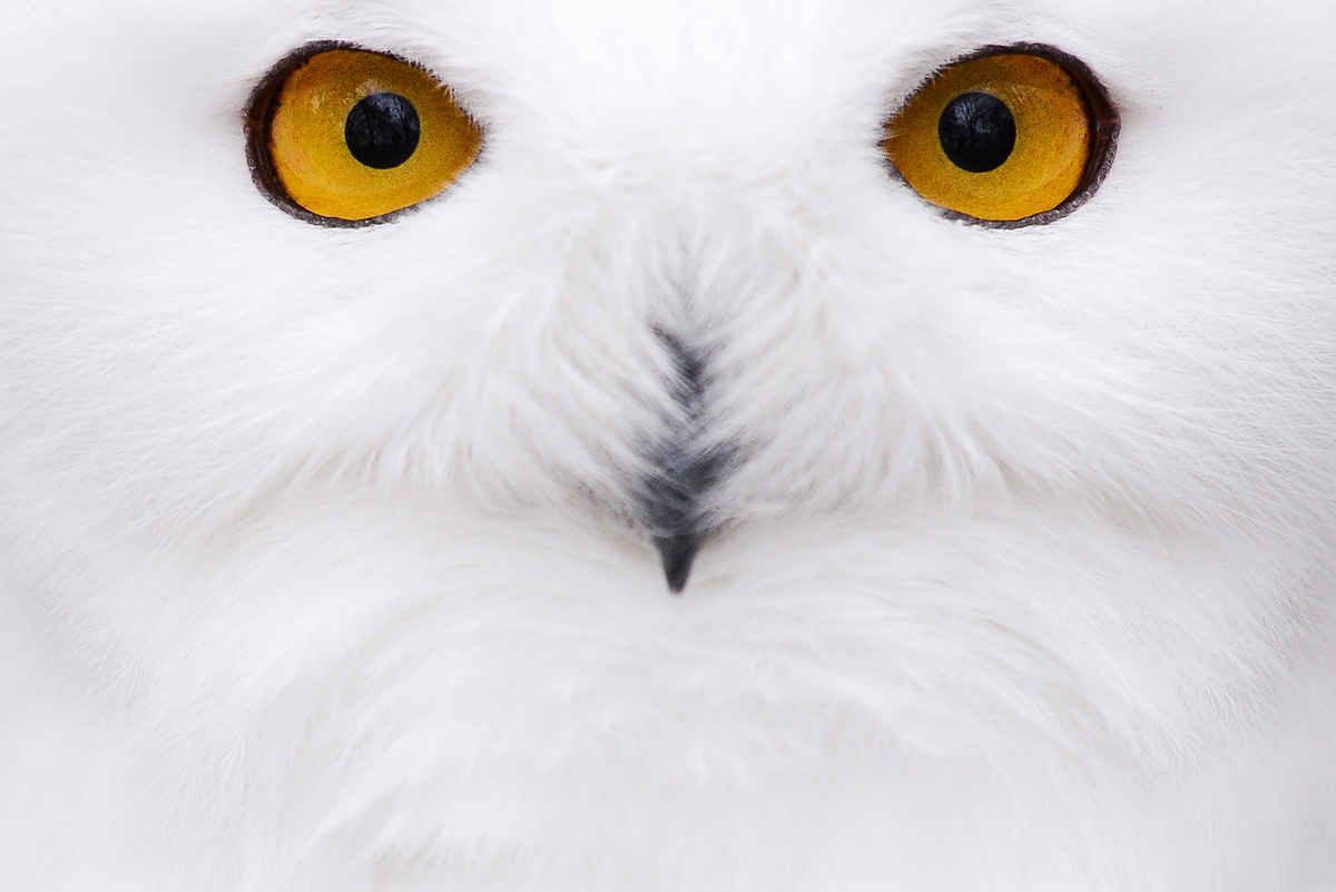 ap a white-handed gibbon, yet to be named, clings to his mother