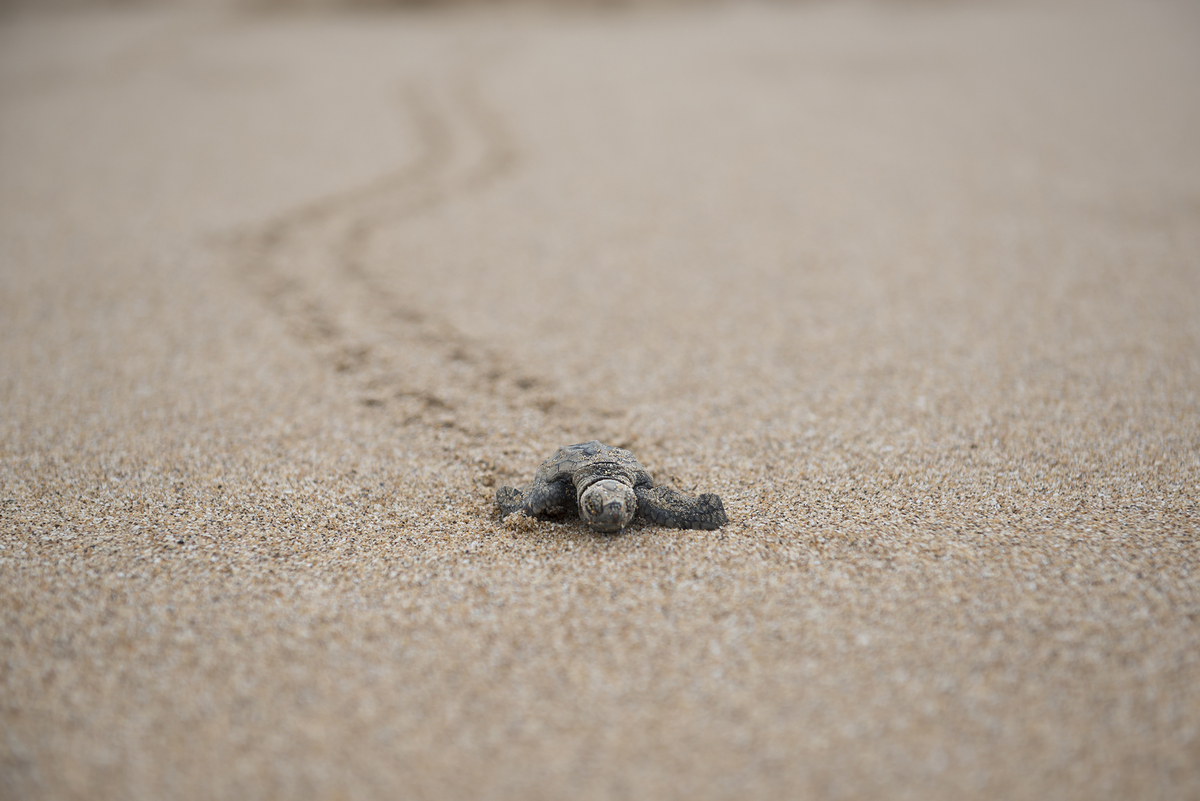 Baby Sea Turtles Are So Adorable That They Make Everything Okay In The ...