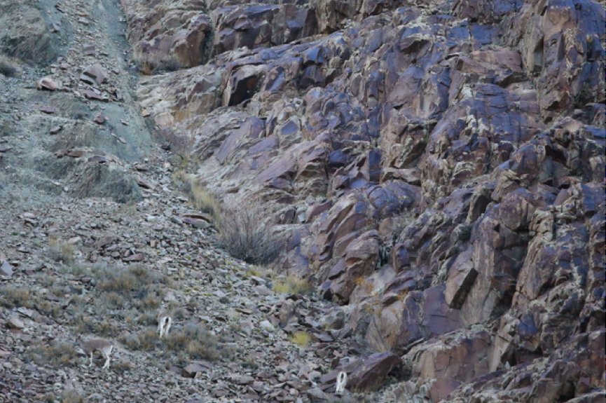 Snow Leopard vs. Blue Sheep Battle Captured In Amazing Photos | HuffPost