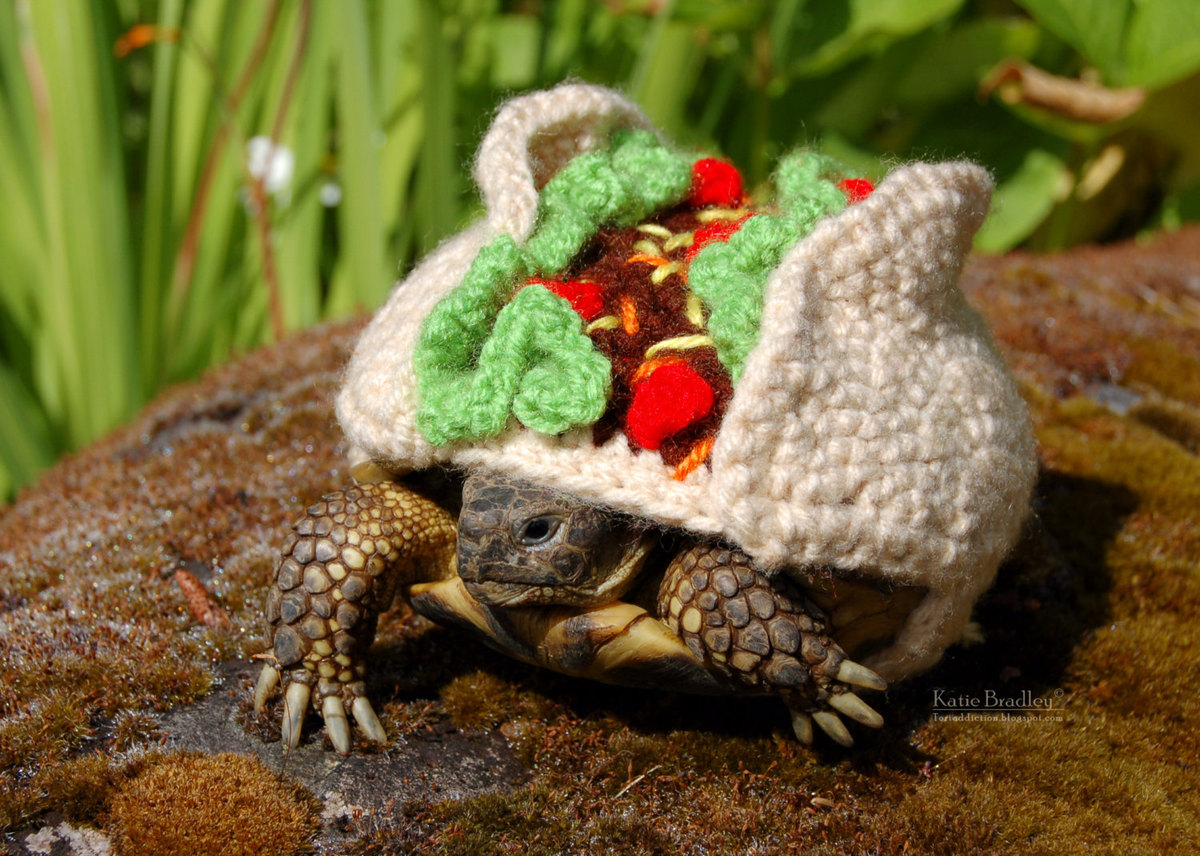 Snail And Tortoise Sweaters Really Do Exist, And They're Surprisingly ...