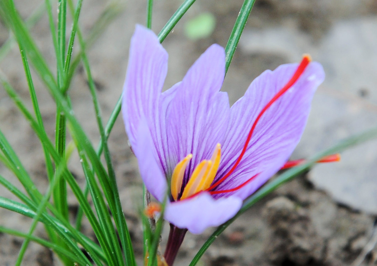 The Surprisingly Beautiful Origin Of Saffron | HuffPost