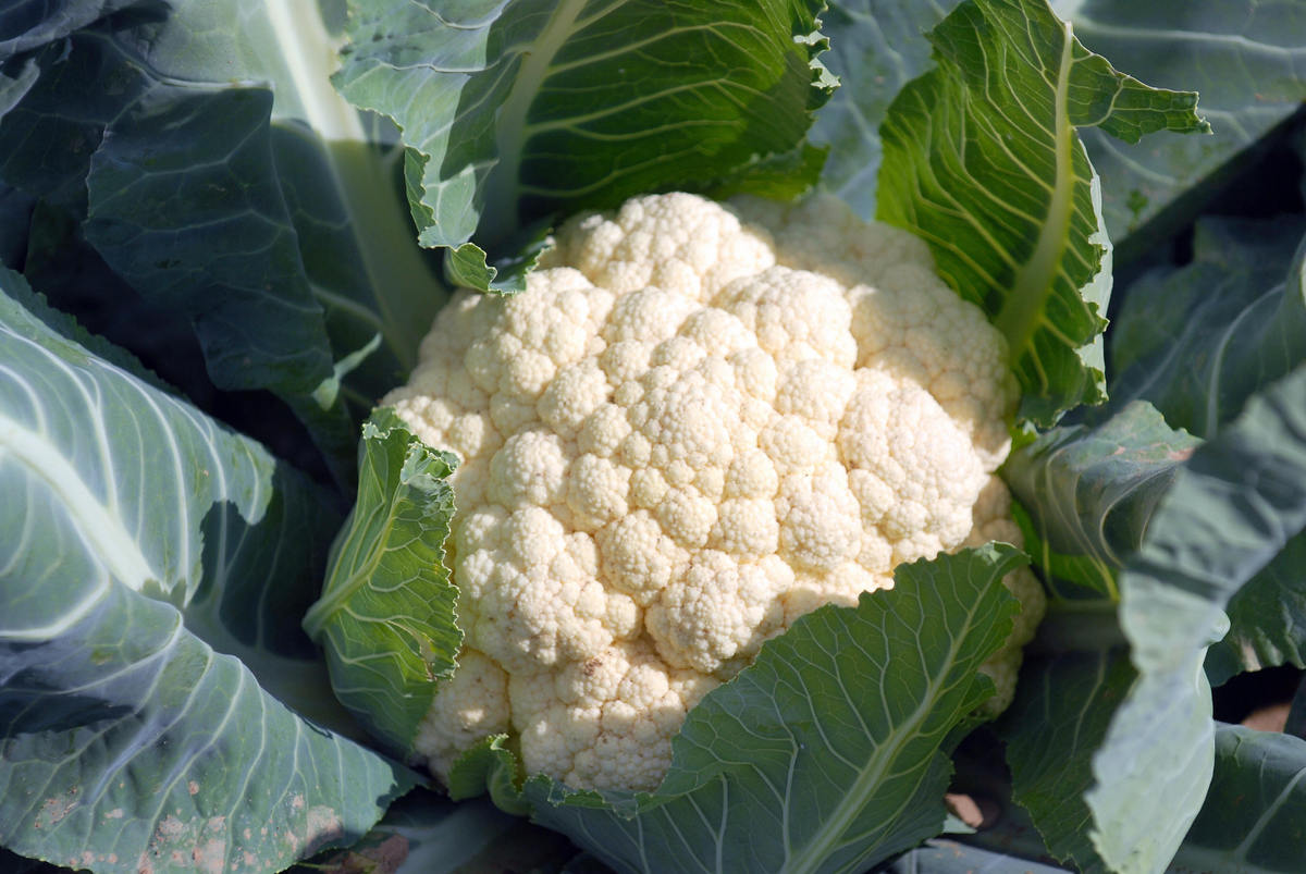 5 White Vegetables You Should Eat More Of (And Why) | HuffPost