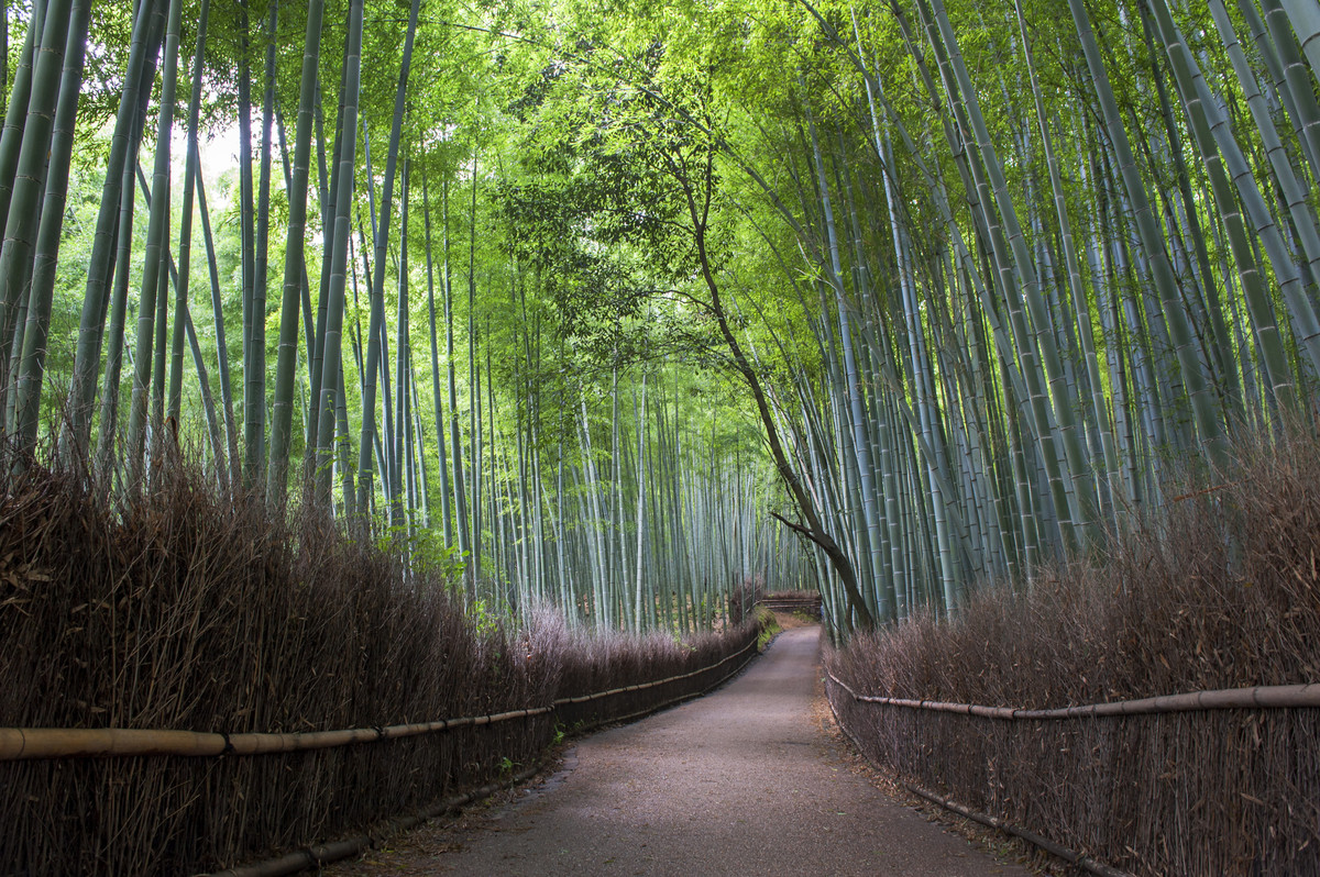 14 Spectacular Tree-Lined Paths That'll Leave You In Awe (PHOTOS)