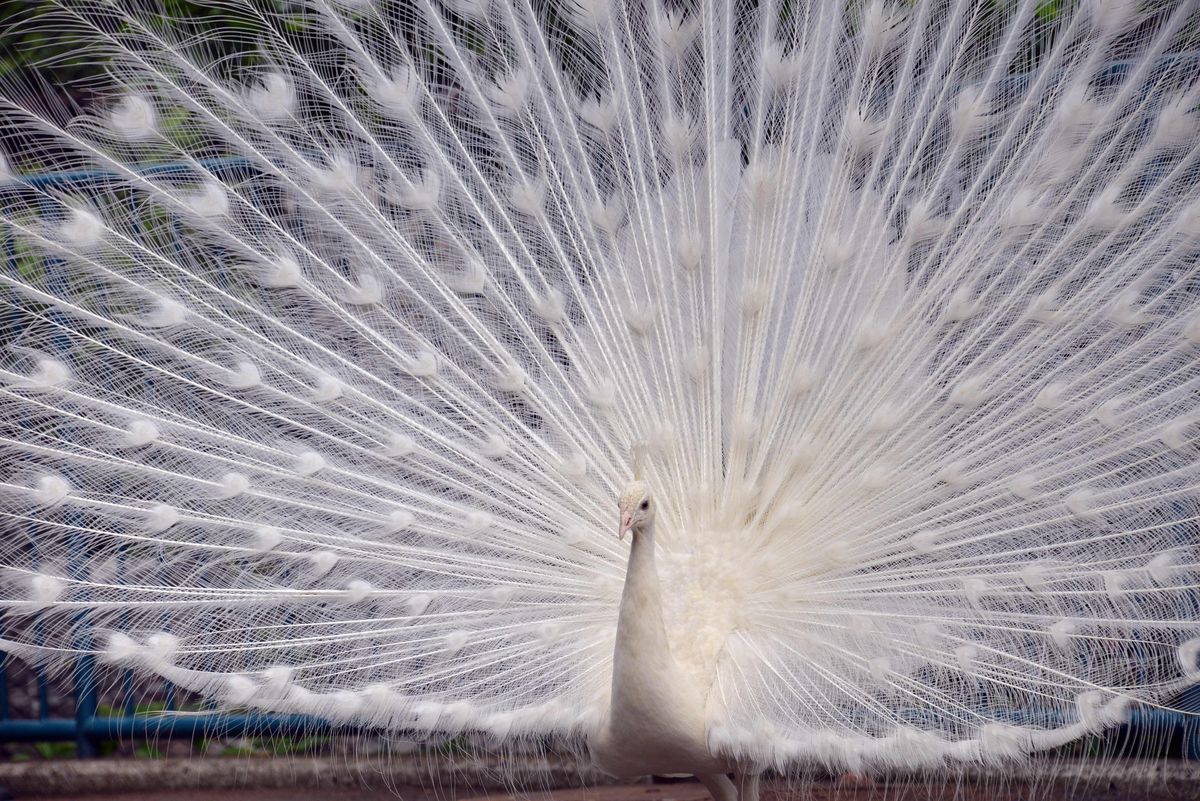 Animal Photos Of The Week: It's Time To Pollinate | HuffPost