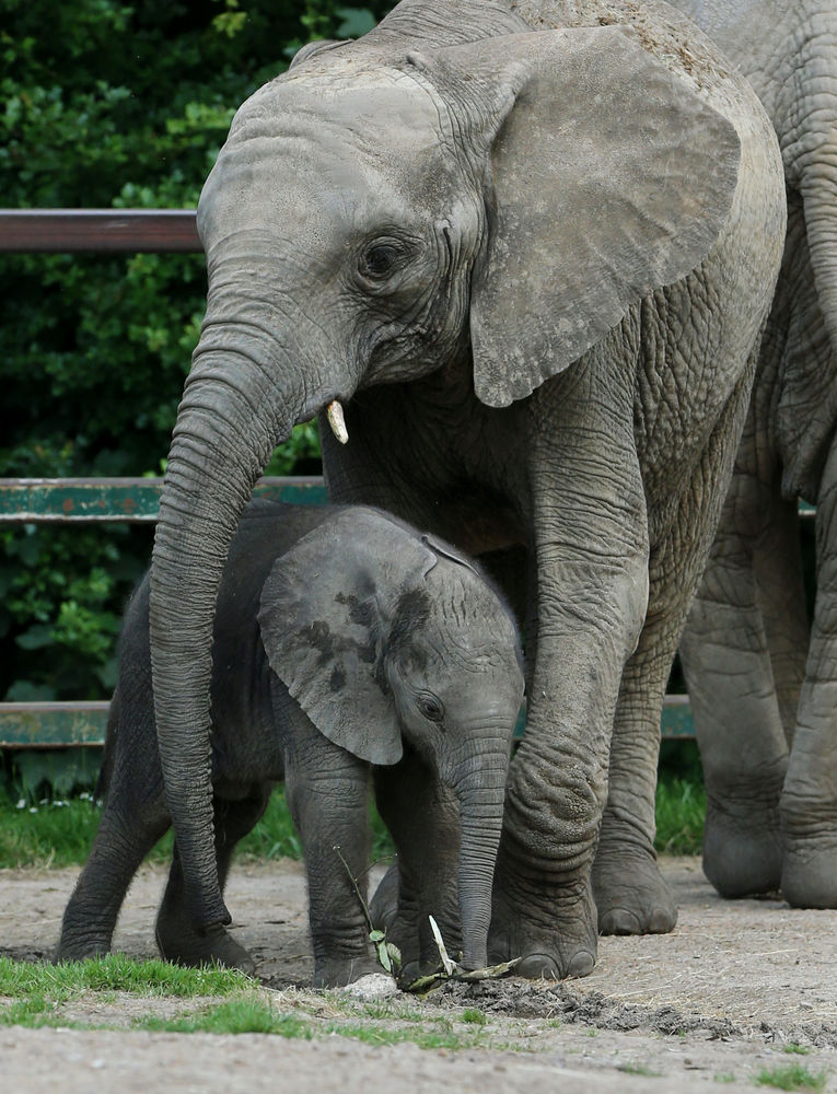 Elephants Protect Baby From Being Swept Away By River During Bath Time ...