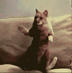 slide_355109_3892120_free.gif