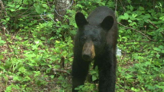 Just, You Know, A Bear Walking Upright Like A Human Around New Jersey ...