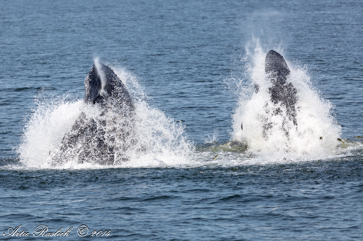 Whales Want To Be A Part Of It - New York, New York | HuffPost UK