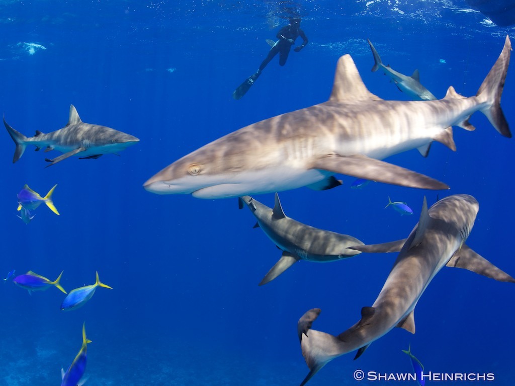 Thanks To Shark Sanctuaries, We Get To Enjoy And Explore Scenes Like ...