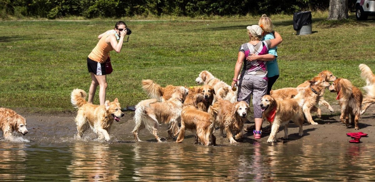 Goldstock: 400 Golden Retrievers Gather for One Weekend | HuffPost