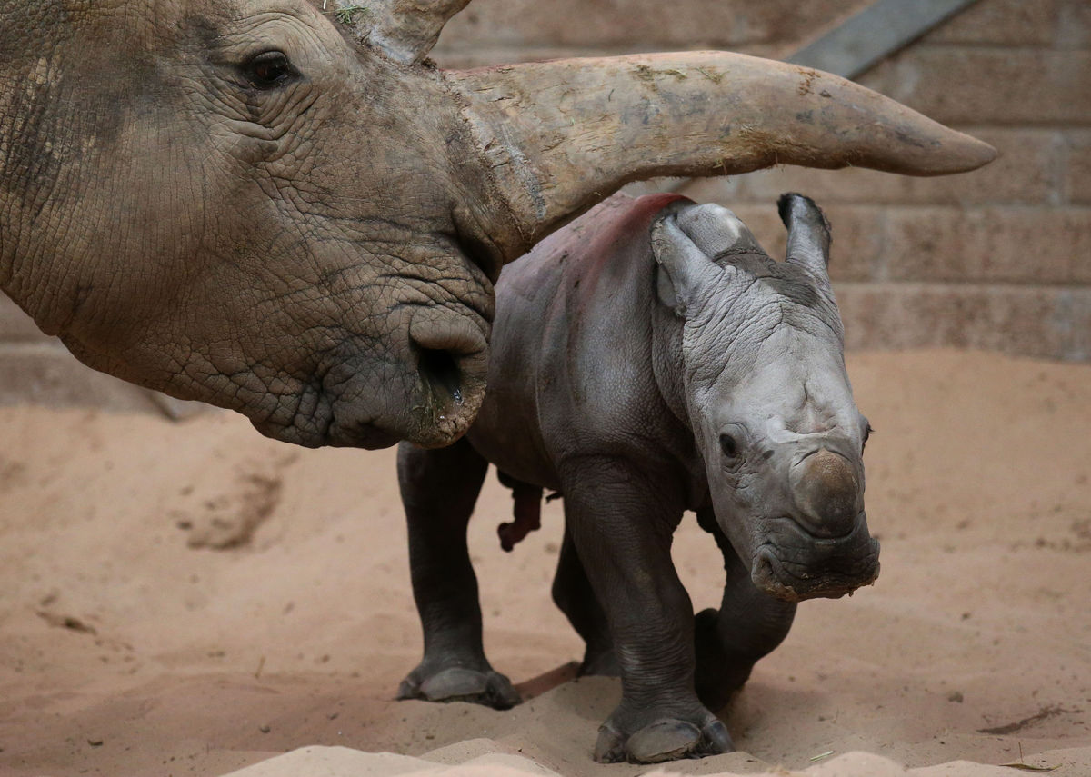 14 Insanely Heartwarming Pictures Of Newborn Baby Rhino Bruce | HuffPost UK