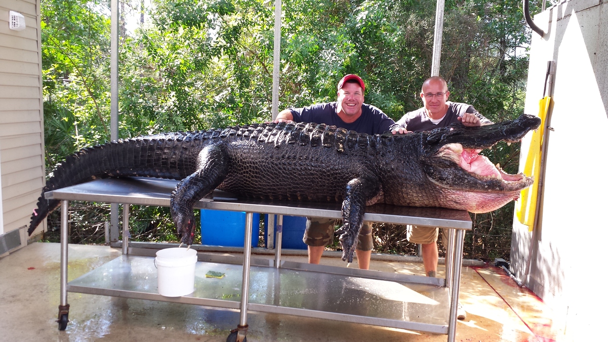 Florida Men Visibly Pleased By Dead, 765-Pound Alligator | HuffPost