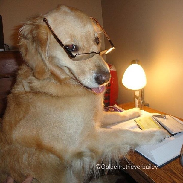 Bailey The Golden Retriever Is Our New Favourite Internet Dog | HuffPost UK