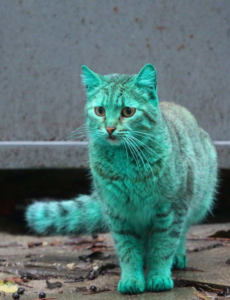 Emerald Green Cat Haunts Bulgaria's Black Sea Coast | HuffPost UK