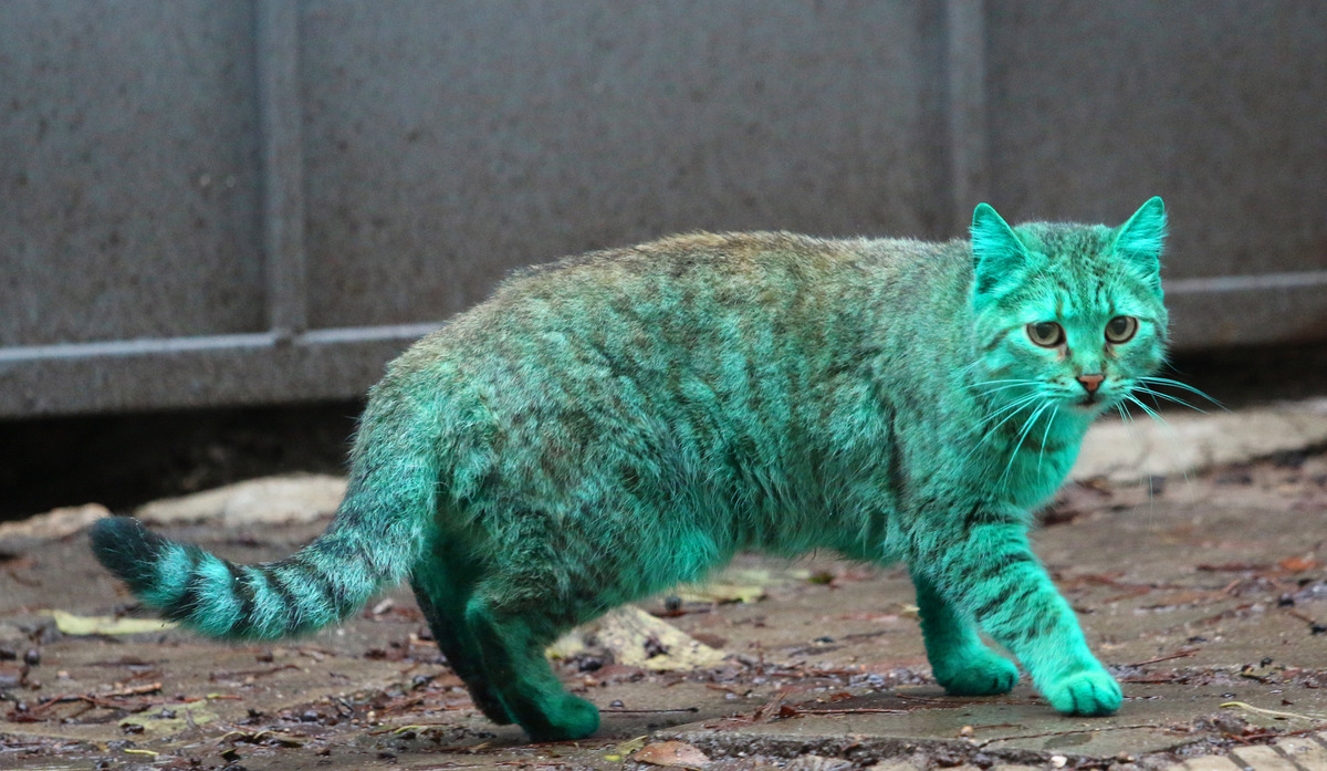 Зеленый кот Варна