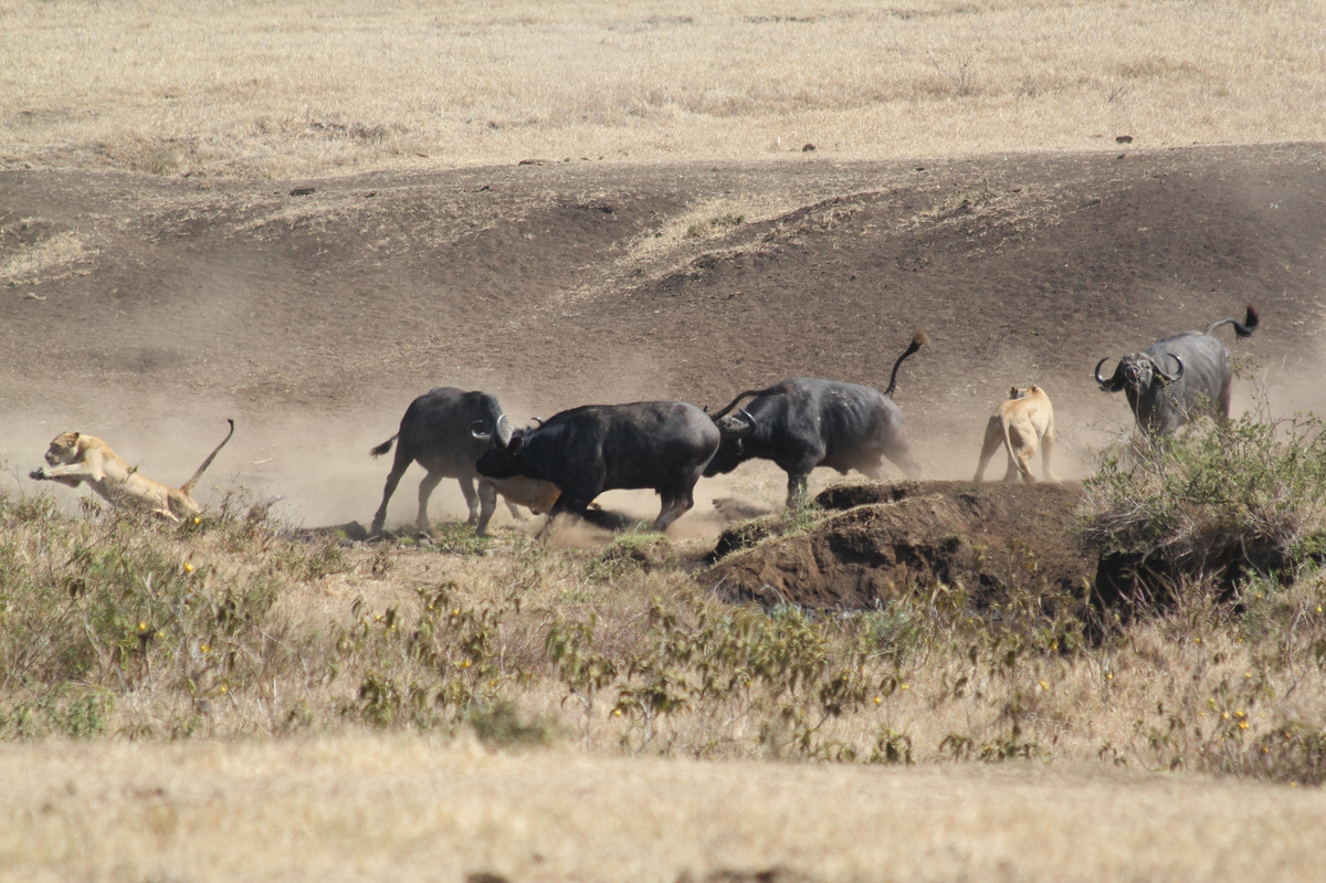 Escaped Giant Rhea Bird Can Disembowel A Human With One Strike | HuffPost